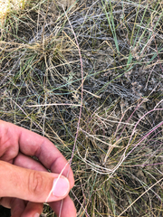 Schedonnardus paniculatus