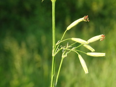 Silene chlorantha