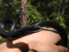 Coluber constrictor priapus