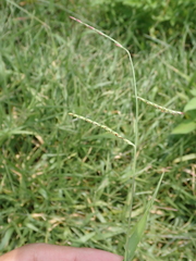 Urochloa subquadripara