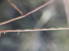Schedonnardus paniculatus