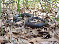 Coluber constrictor priapus