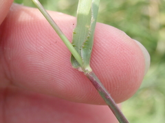Urochloa subquadripara