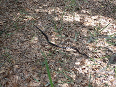Coluber constrictor priapus