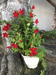 Angiospermae