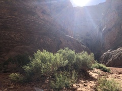 Brickellia longifolia