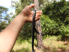 Coluber constrictor priapus