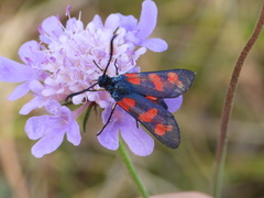 Zygaena filipendulae