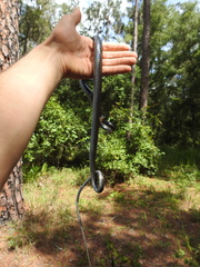 Coluber constrictor priapus