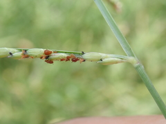 Urochloa subquadripara