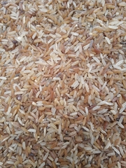 Oryza sativa