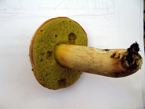 Iodine Bolete