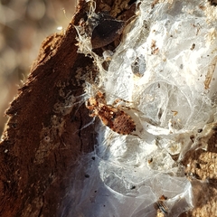 Reduviidae