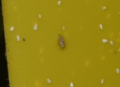 Tingidae