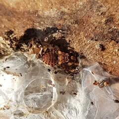 Reduviidae