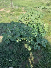 Proboscidea louisianica