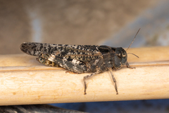 Arphia pseudonietana