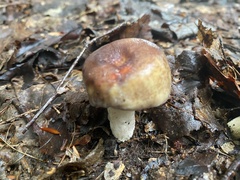 Russula mariae