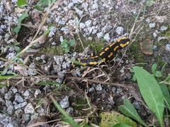 Salamandra salamandra