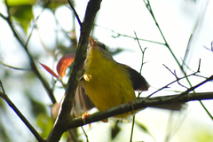 Basileuterus culicivorus