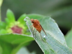 Chrysopilus quadratus