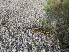 Salamandra salamandra
