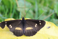 Neptis woodwardi