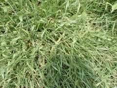 Urochloa subquadripara