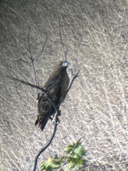 Buteo jamaicensis calurus