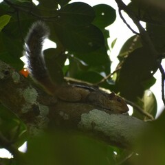 Funambulus tristriatus