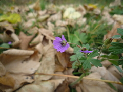 Geranium pyrenaicum