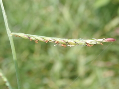 Urochloa subquadripara