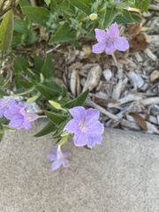 Ruellia humilis