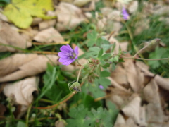 Geranium pyrenaicum