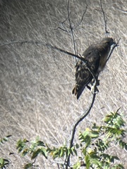 Buteo jamaicensis calurus