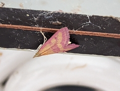 Pyrausta laticlavia