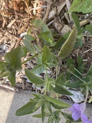 Ruellia humilis