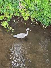 Ardea cinerea