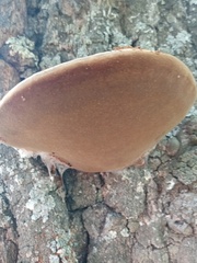 Fomitiporia robusta