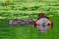 Tachybaptus ruficollis