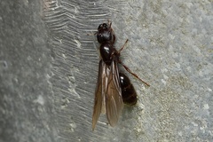 Carebara