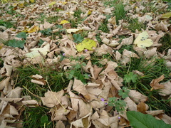 Geranium pyrenaicum