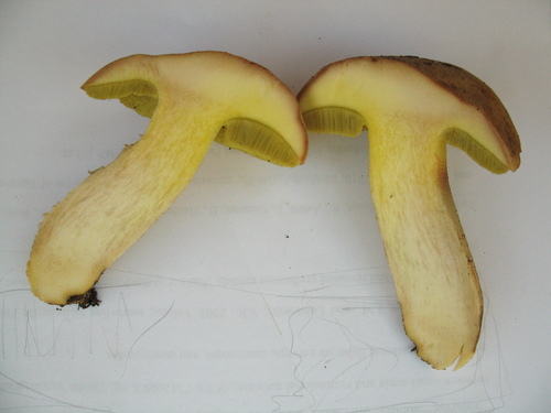 Iodine Bolete