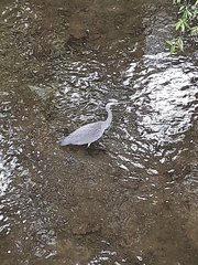 Ardea cinerea