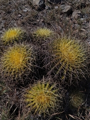 Kroenleinia grusonii