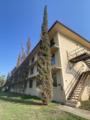 Cupressus sempervirens