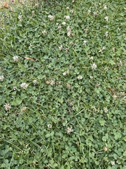 Trifolium repens