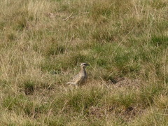Charadrius morinellus