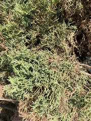 Cupressus sempervirens