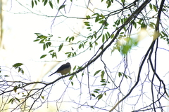 Trichothraupis melanops